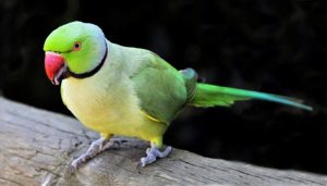 oiseau